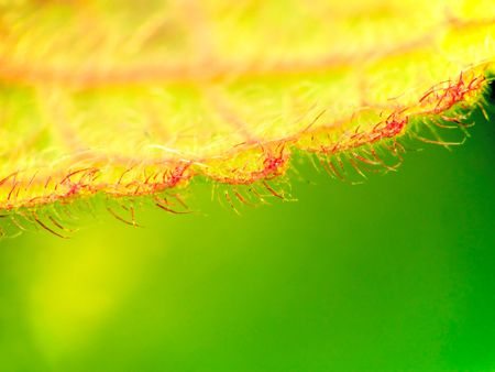 Lanose close-up leaves - abstract natural background.の写真素材