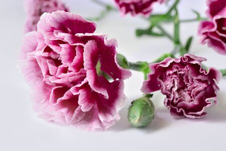 Carnations on white background.の写真素材