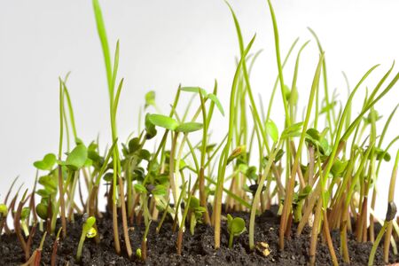 A small sprouts and soil on white background.の写真素材