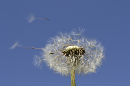 Deliberate dandelion on the sky background.の写真素材