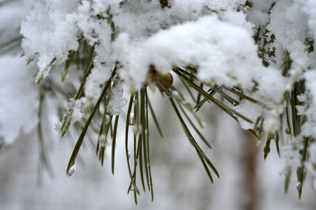 A branch ander the snow, nature background.の写真素材