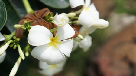 white champa flower or Frangipani flowersの写真素材