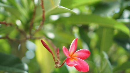 Red champa flower or Frangipani flowersの写真素材