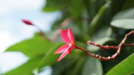 Red champa flower or Frangipani flowersの写真素材
