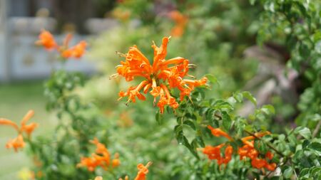 Orange flowerの写真素材