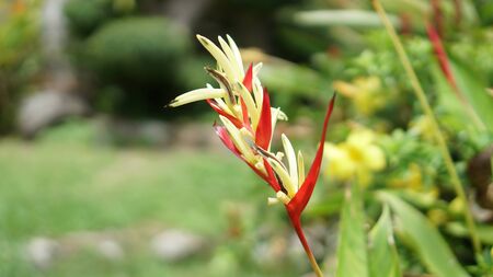 Red Flowersの写真素材