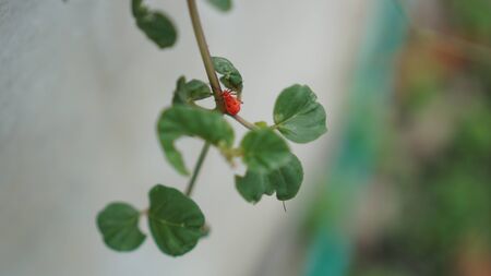 Insects on the leaves