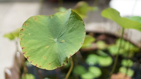 Lotus leaf in the lotus basinの写真素材