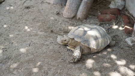 A turtle crawling on the sandの写真素材