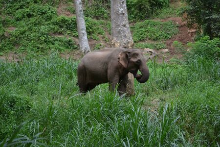 Thai elephantの写真素材