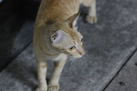 Stray catの写真素材