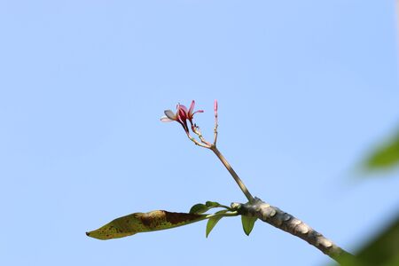 Champa flowerの写真素材