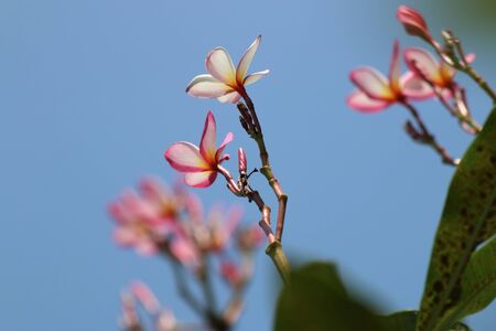 Champa flowerの写真素材
