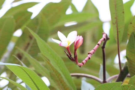 Champa flowerの写真素材