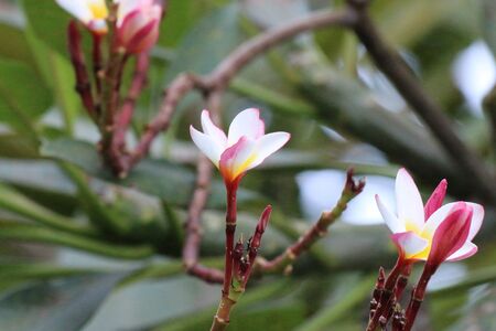 Champa flowerの写真素材