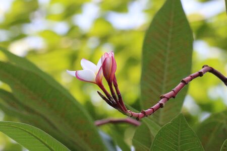 Champa flowerの写真素材