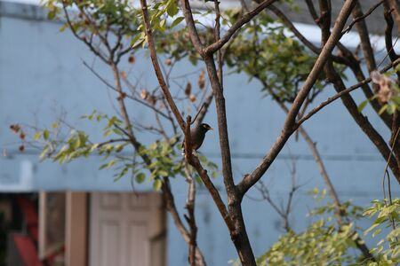 Birds in the cityの写真素材