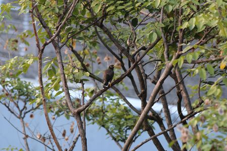 Birds in the cityの写真素材