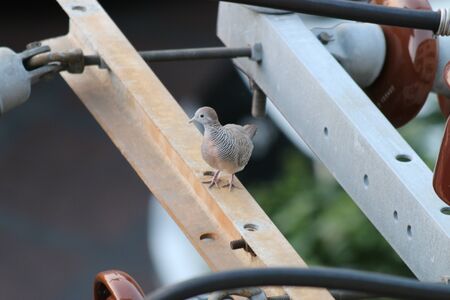 Birds in the cityの写真素材