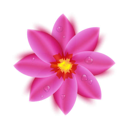 Pink flower with water drops isolated on white background.Lotus flower.Top viewのイラスト素材