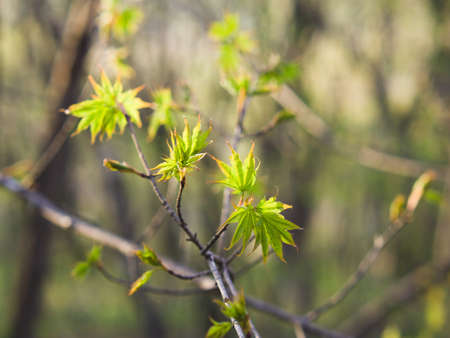Young fresh leaves. Forest in spring.