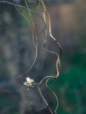 A dead climbing plant with dry flower. Drought season.の写真素材