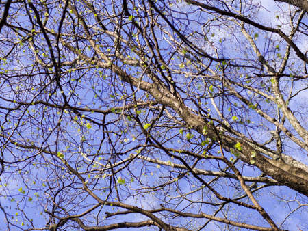 Tree's branches in spring. Young fresh leaves and blue sky.