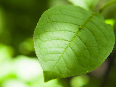 Fresh green leaf closeup.
