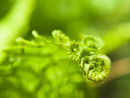 Fresh fern leaves in spring. Young green bunch of forest plant.