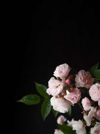 Small pink rose flowers with dark backgroud.