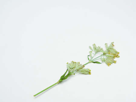 Green dry plant with yellow flowers.の写真素材