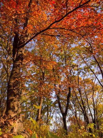 Red and orange maple leaves in autumn forest. Nature in fall.