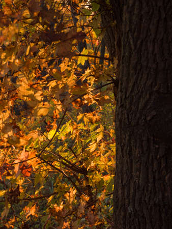 Red and orange maple leaves in autumn forest. Nature in fall.