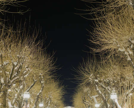City illumination. Street lanterns among trees under snow. Street in winter season.の写真素材