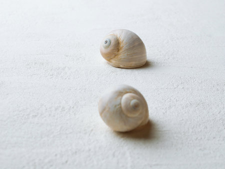 Spiral shell of sea snail on white background. Mollusk carbonate conch.の写真素材