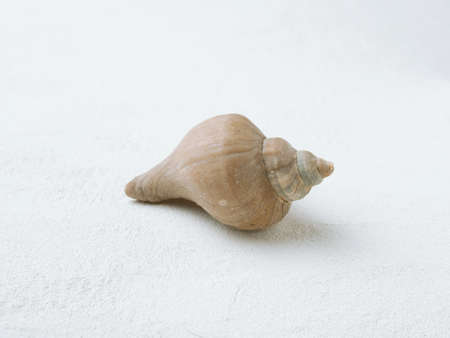 Spiral shell of sea snail on white background. Mollusk carbonate conch.