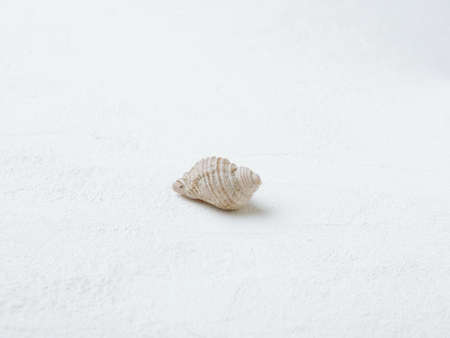 Spiral shell of sea snail on white background. Mollusk carbonate conch.の写真素材