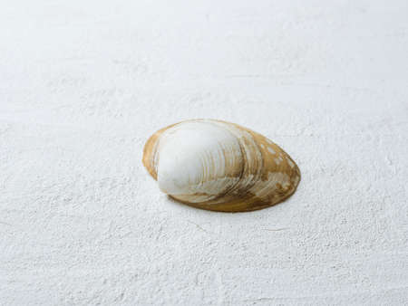 Empty sink of sea mollusk. Carbonate shell.の写真素材