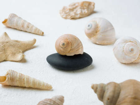 Dry starfish and snail shell on white background. Pebble stack for aromatherapy.の写真素材