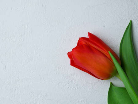 Tulip flower with green leaves on white background. Spring flowers.の写真素材