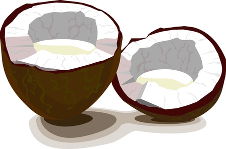 coconut halfのイラスト素材