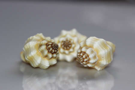 Sea shells isolated on white background