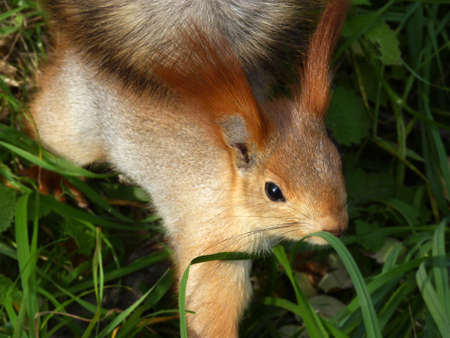Red squirrel standing into plants looking in the lensの写真素材