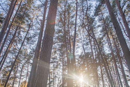 Summer Sunny Forest Trees. Nature Wood Sunlight Background.の写真素材