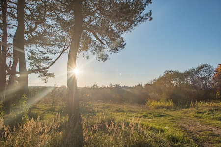 Summer Sunny Forest Trees And Green Grass. Nature Wood Sunlight Background.の写真素材