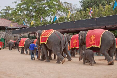 The famous elephant show in Nong Nooch tropical garden in Pattaya, Thailandのeditorial素材