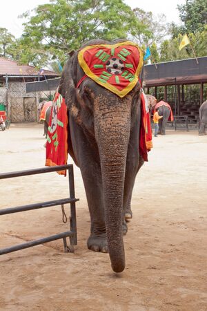 The famous elephant show in Nong Nooch tropical garden in Pattaya, Thailand