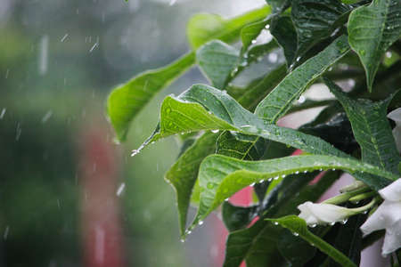 rainy day