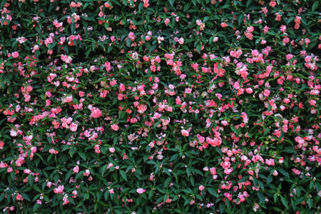 floral backgroundの写真素材