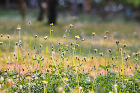 kambarmodi fieldの写真素材